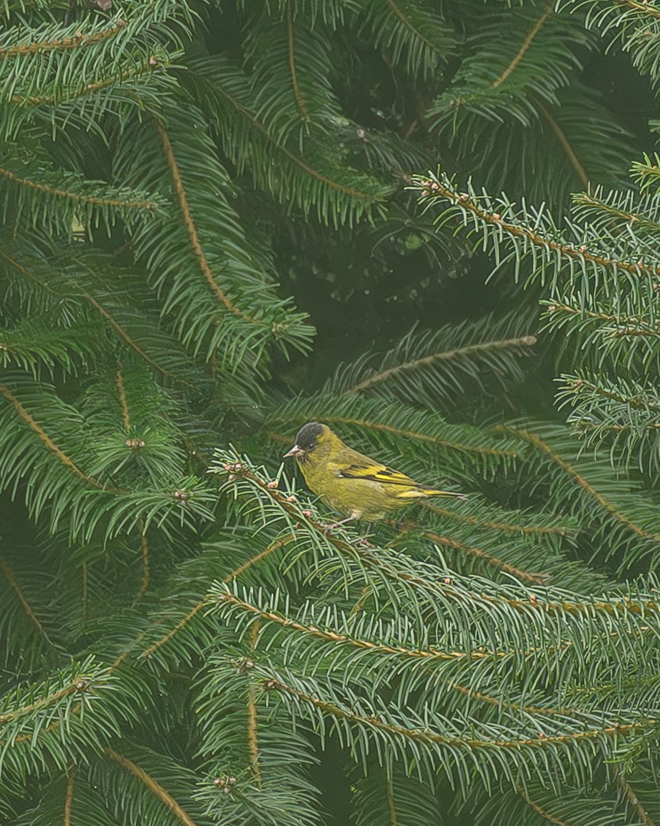 Kara Başlıklı İskete - ML645216739