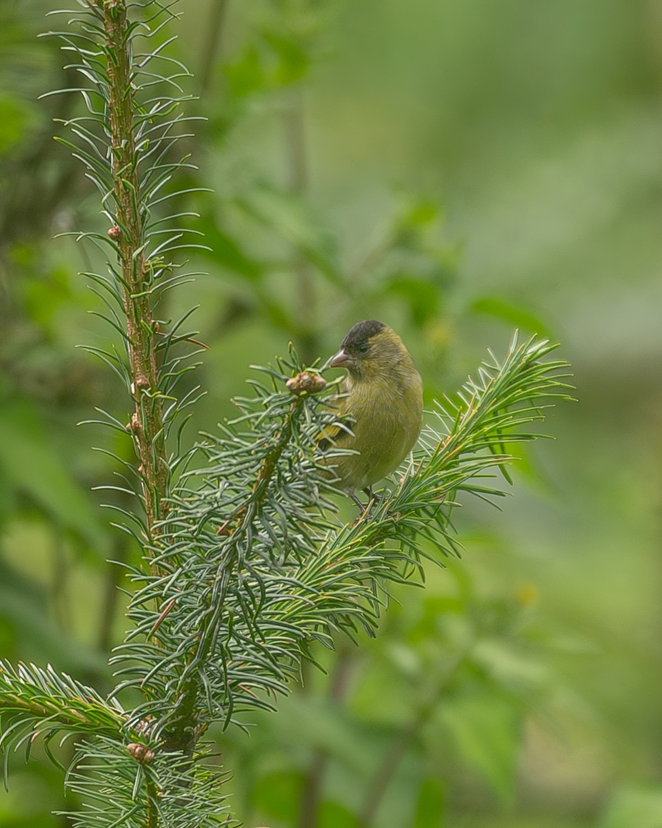 Kara Başlıklı İskete - ML645216740