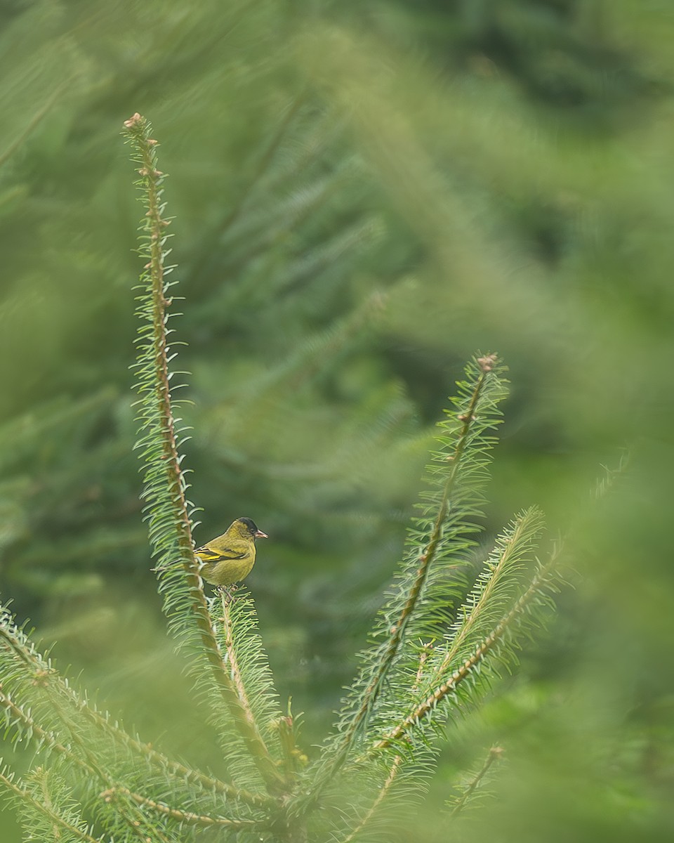 Kara Başlıklı İskete - ML645216741