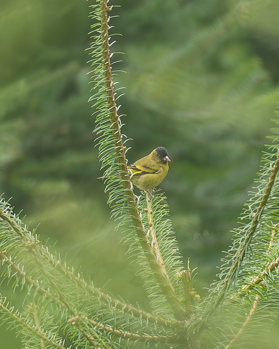 Kara Başlıklı İskete - ML645216742