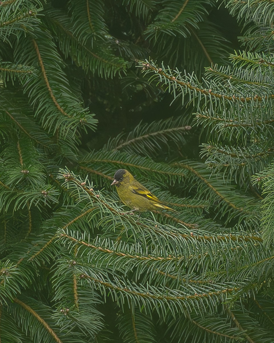 Kara Başlıklı İskete - ML645216743