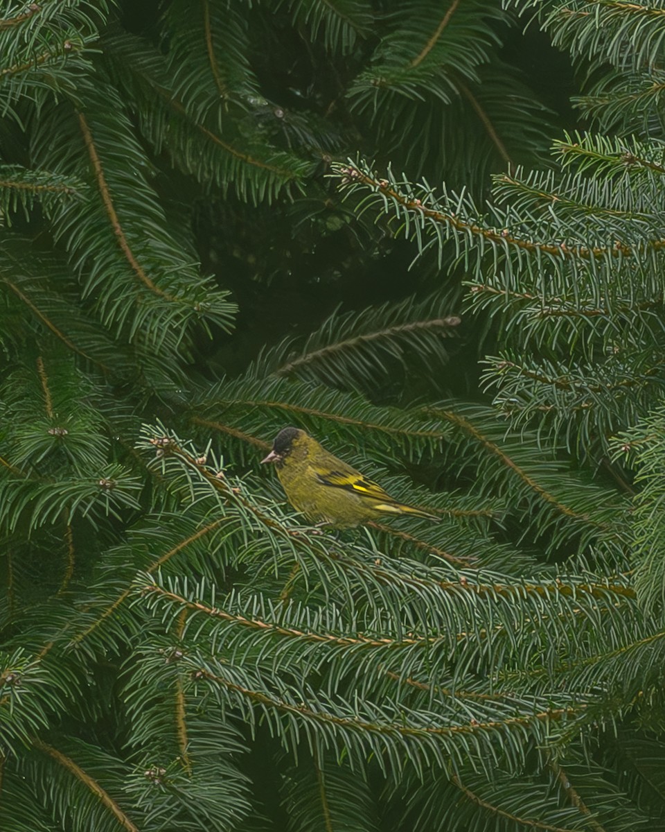 Kara Başlıklı İskete - ML645216744