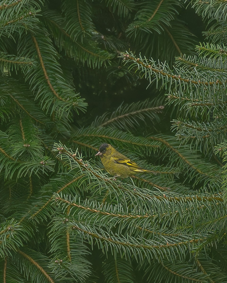 Kara Başlıklı İskete - ML645216745