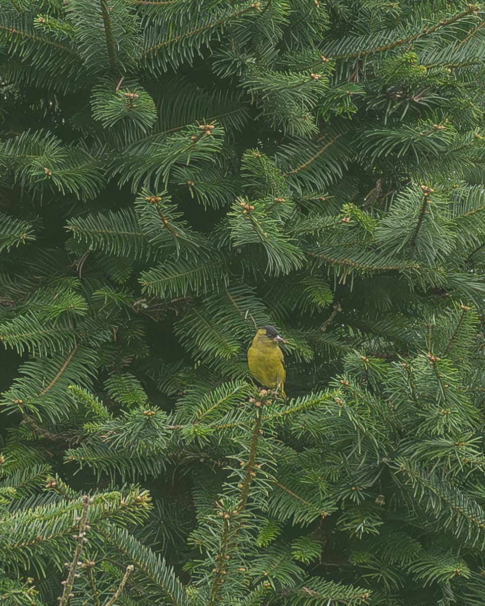 Kara Başlıklı İskete - ML645216746