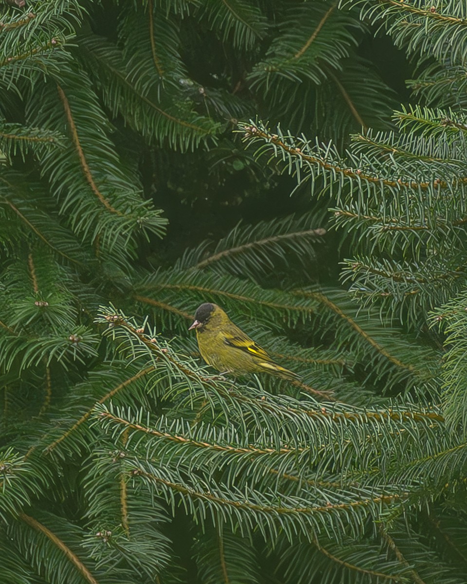 Kara Başlıklı İskete - ML645216747