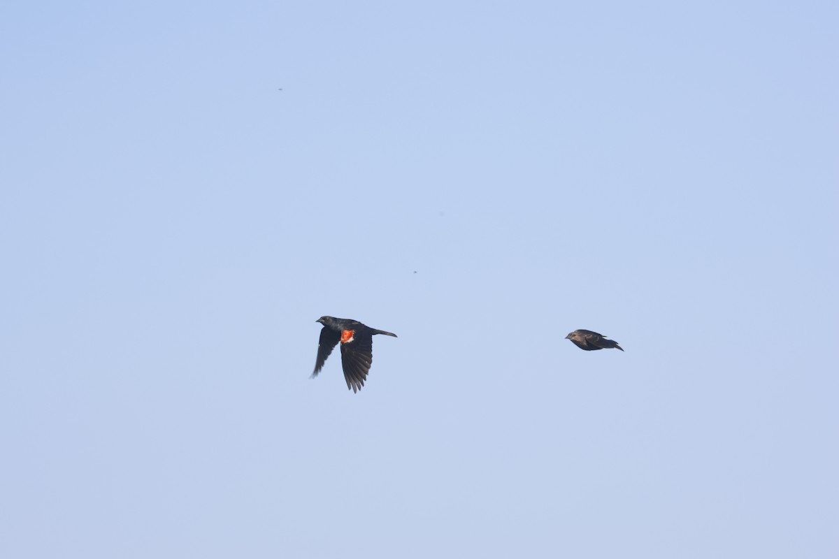 Üç Renkli Karatavuk - ML645216769