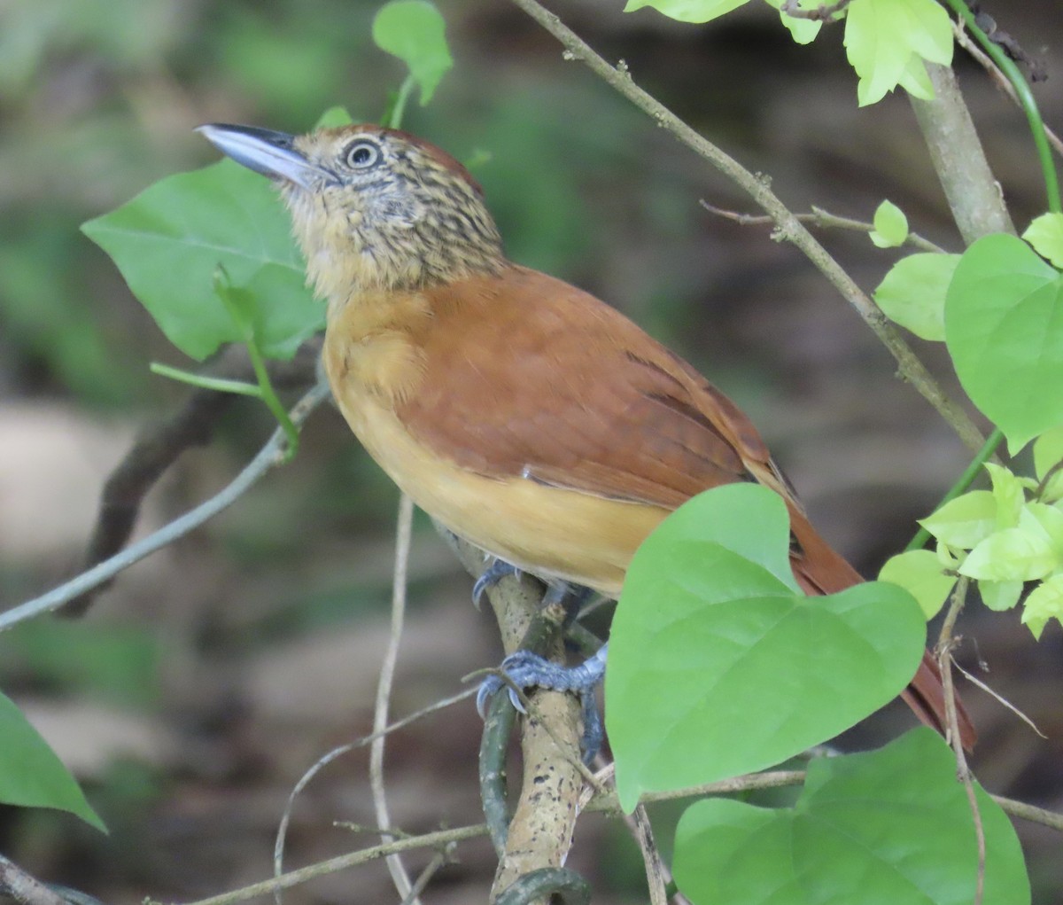 Şeritli Karıncaavcısı - ML645216770