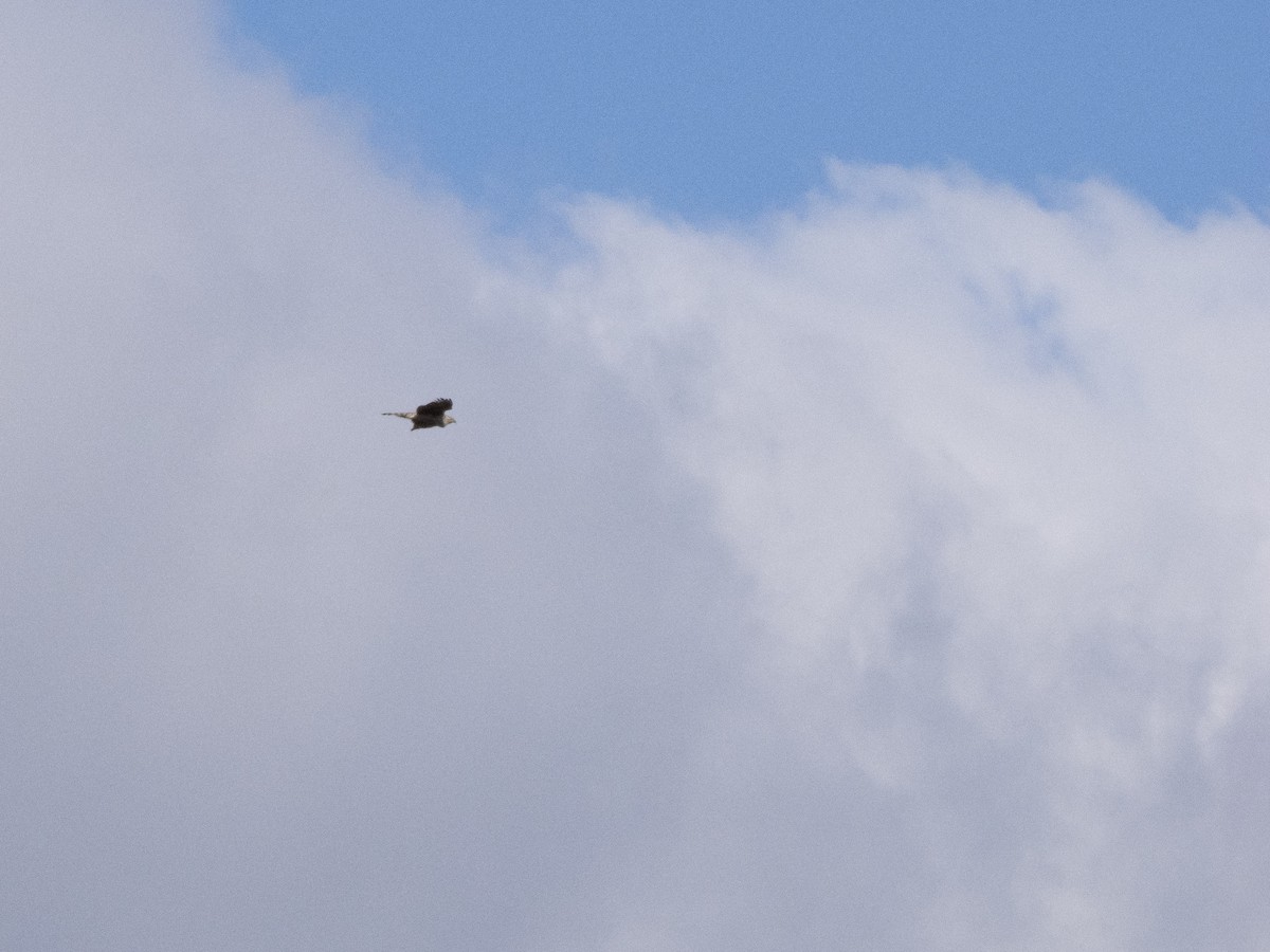 Eurasian Goshawk - ML645216771