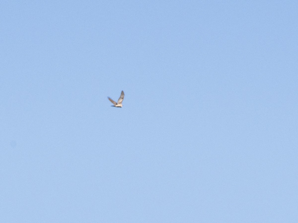 Eurasian Goshawk - ML645216773