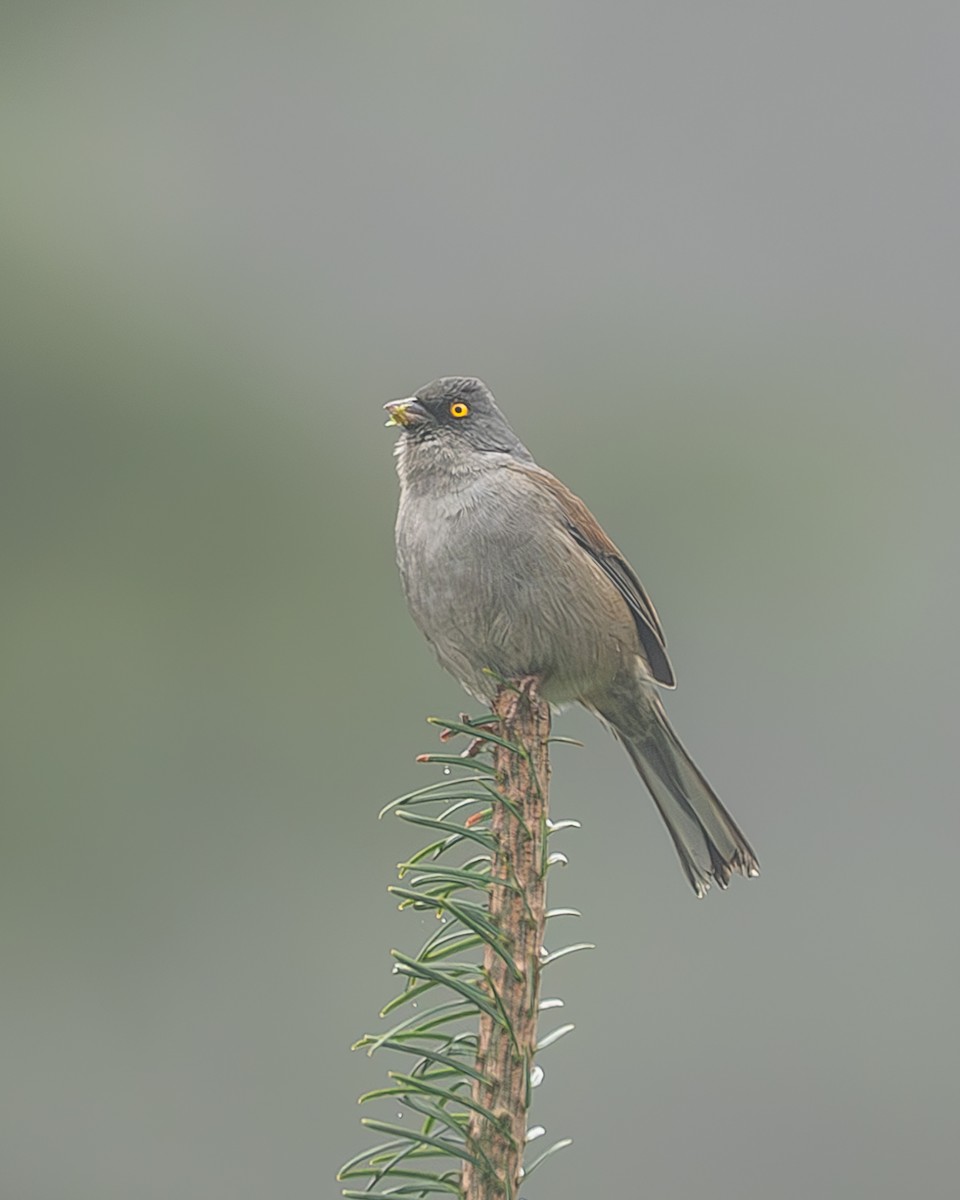 Yellow-eyed Junco (Guatemalan) - ML645216784