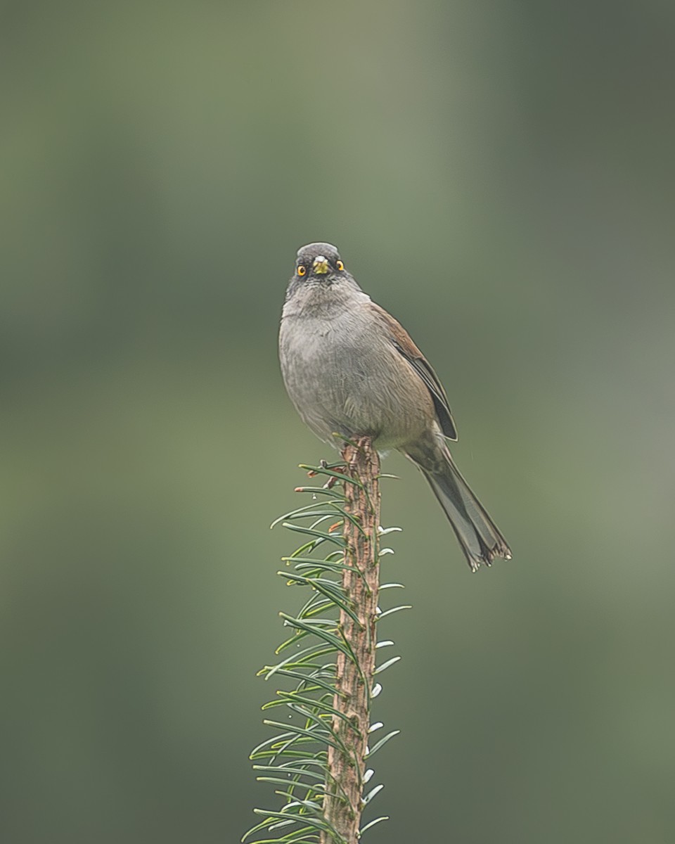 Yellow-eyed Junco (Guatemalan) - ML645216786