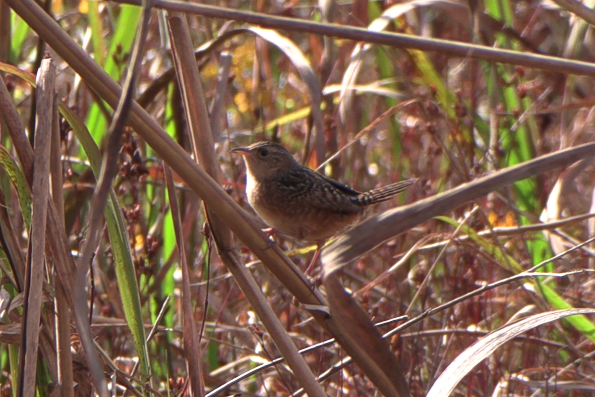 Sedge Wren - ML645216787