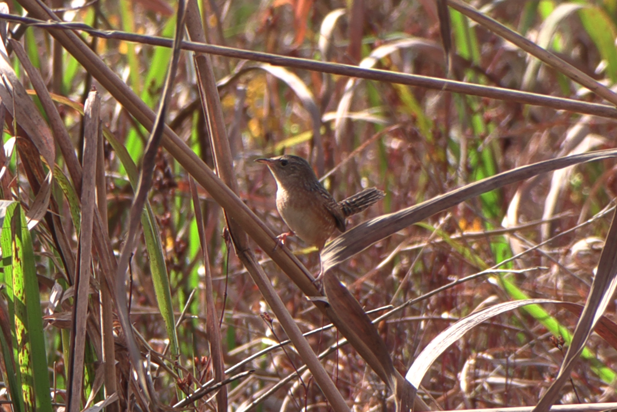 Sedge Wren - ML645216788