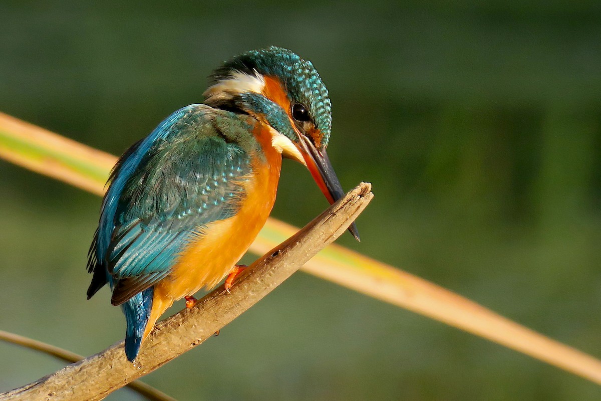 翠鳥 - ML645216789