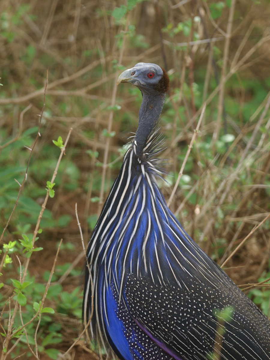 Vulturine Guineafowl - ML645216792