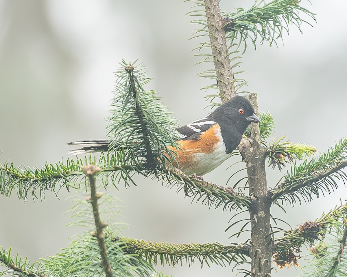 Benekli Tovi - ML645216795