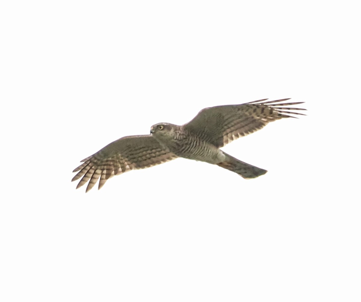 Atmaca - ML645216800