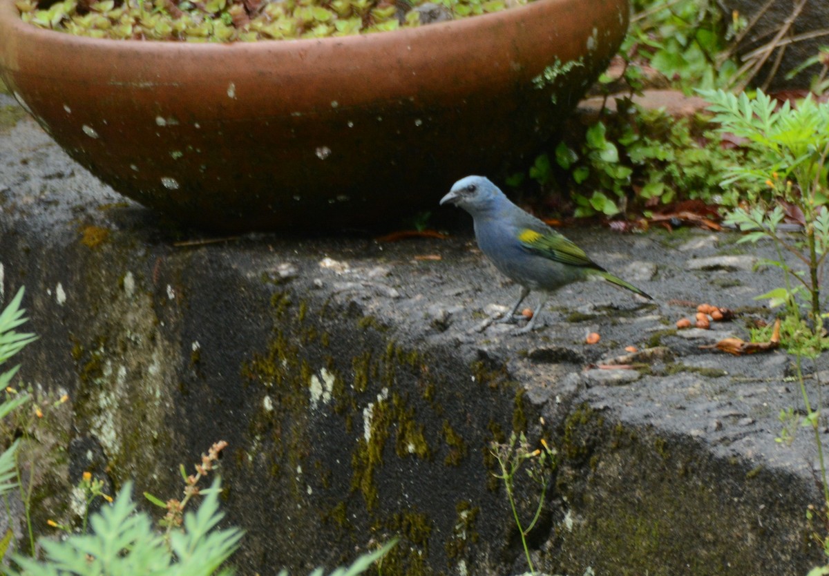 Süslü Tangara - ML645216803