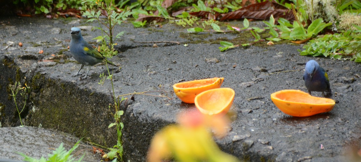 Süslü Tangara - ML645216804