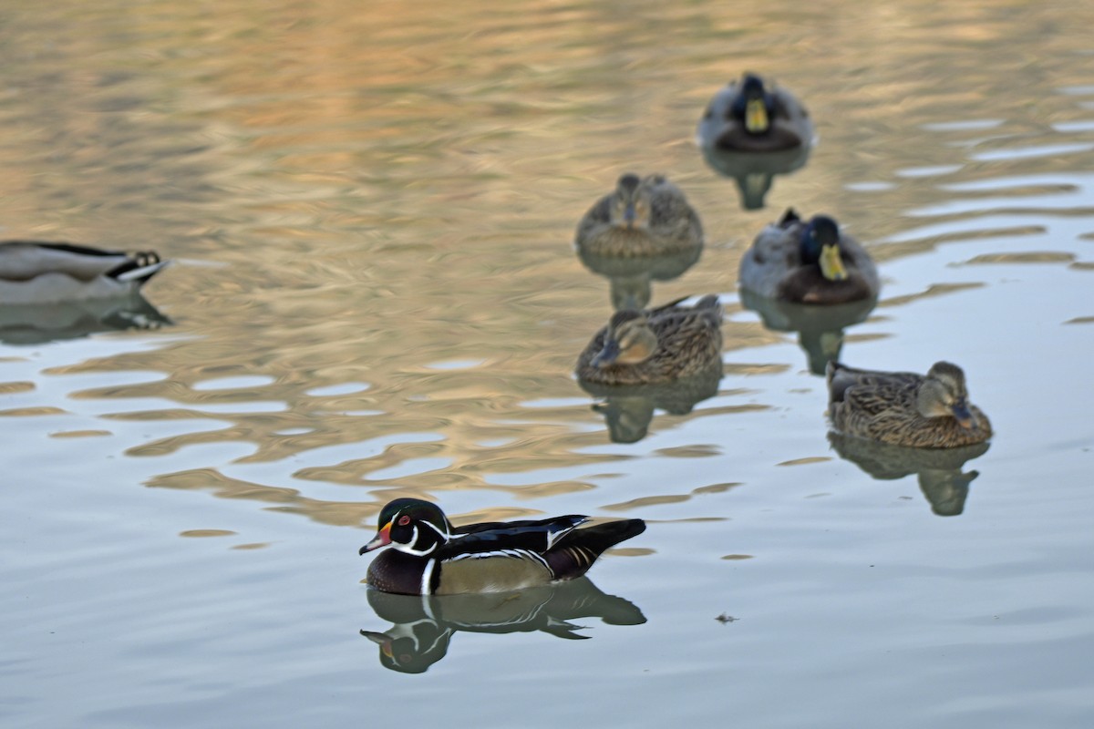 Orman Ördeği - ML645216805