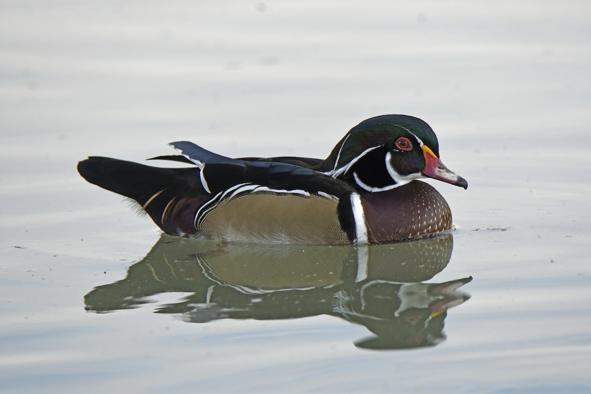 Orman Ördeği - ML645216807