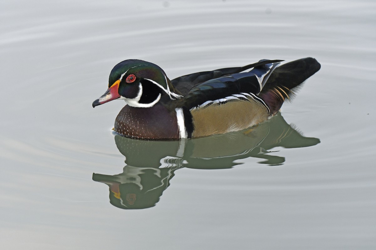 Orman Ördeği - ML645216809