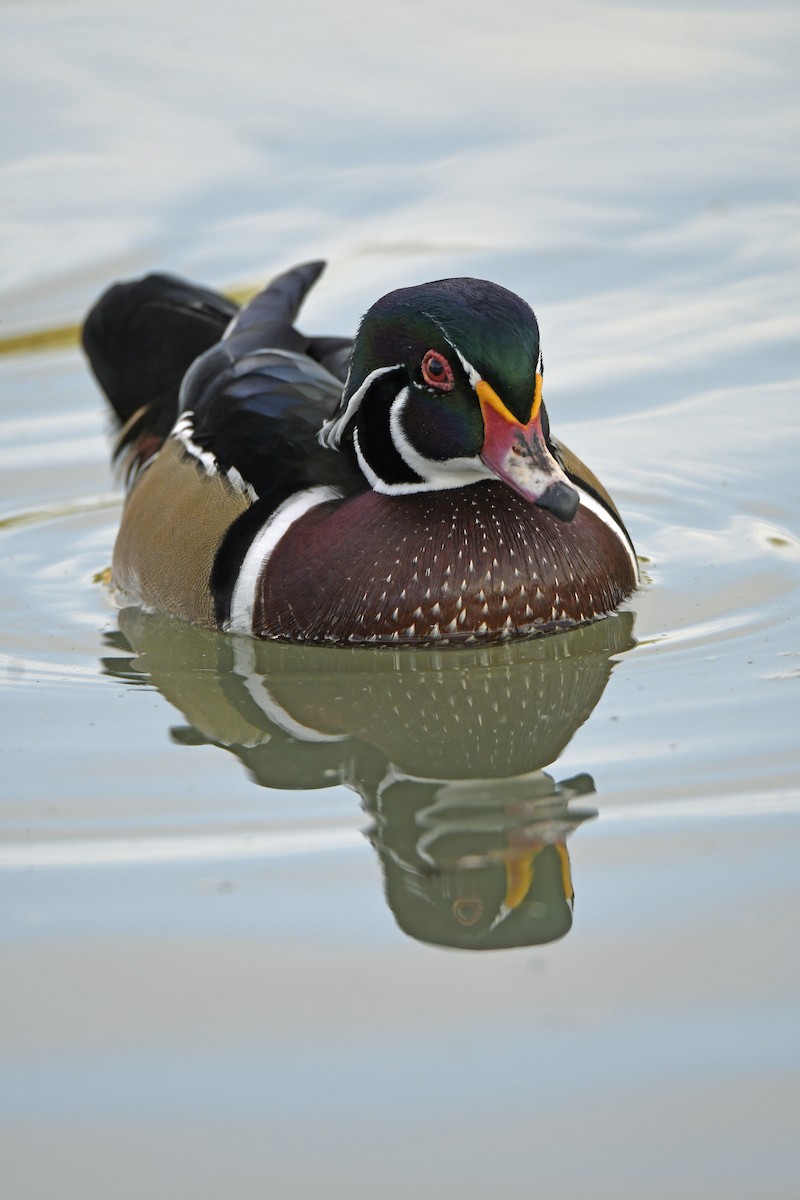 Orman Ördeği - ML645216810