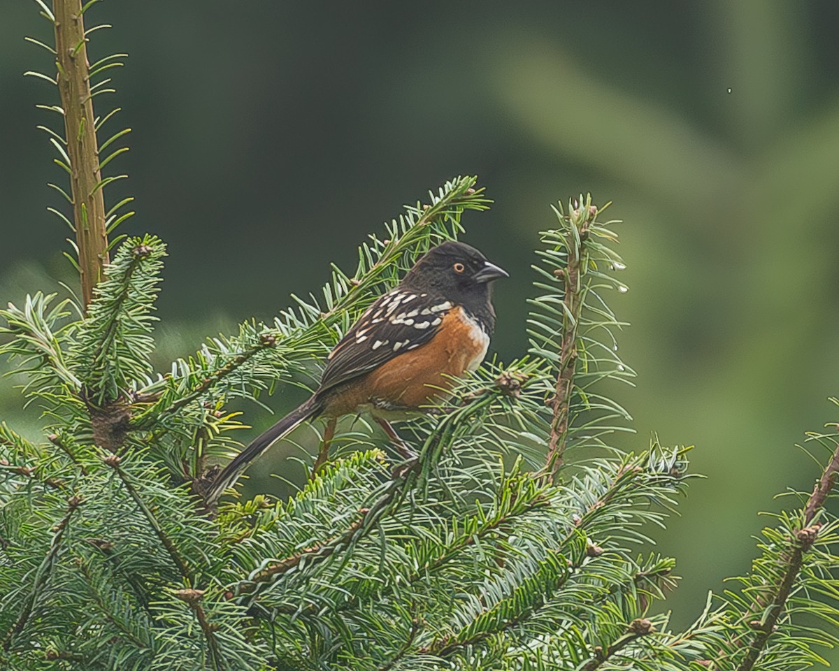 Benekli Tovi - ML645216812