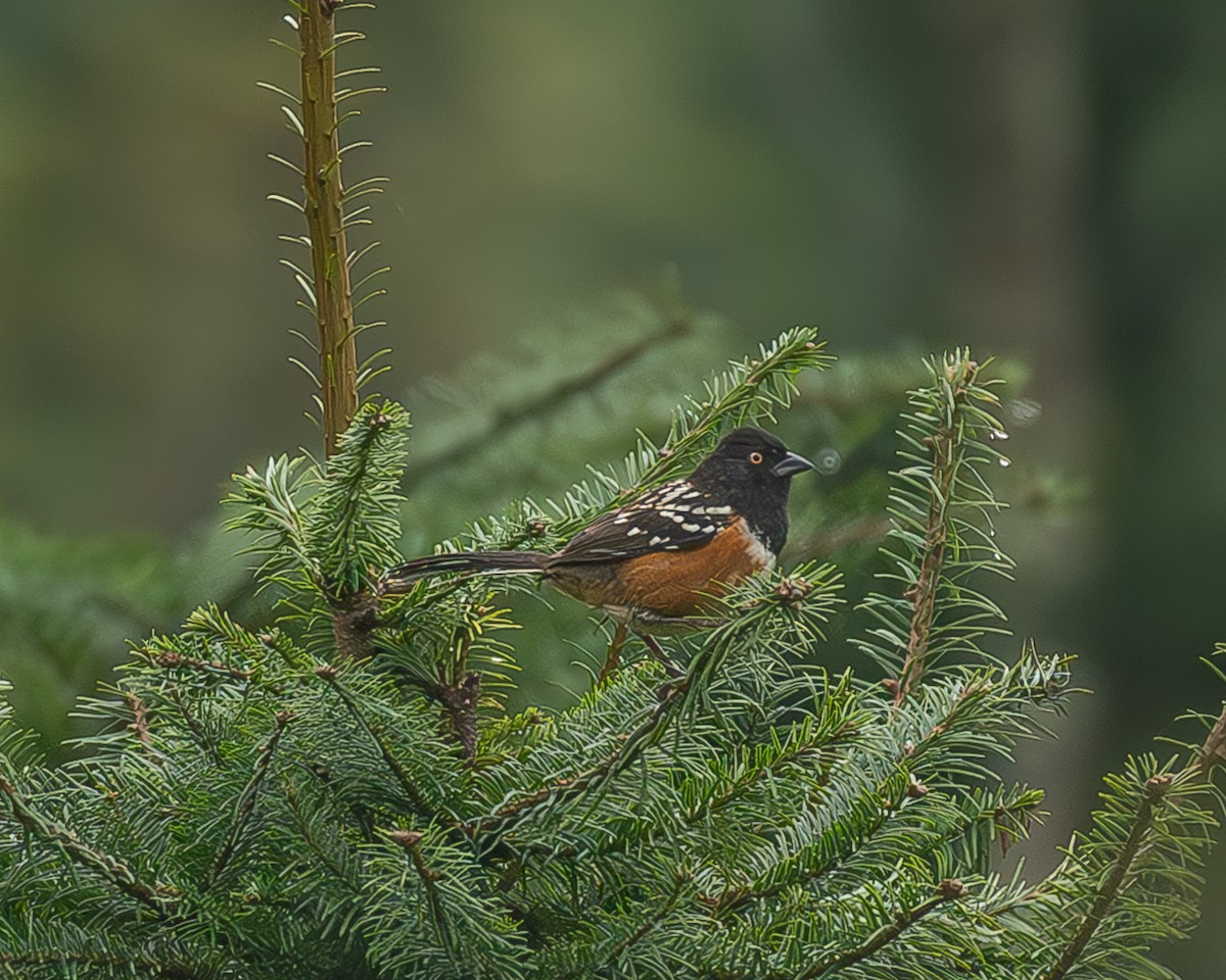 Benekli Tovi - ML645216813