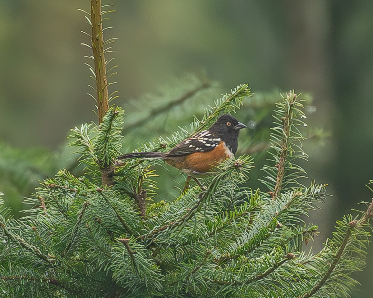 Benekli Tovi - ML645216814