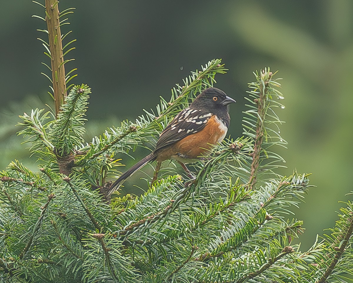 Benekli Tovi - ML645216815