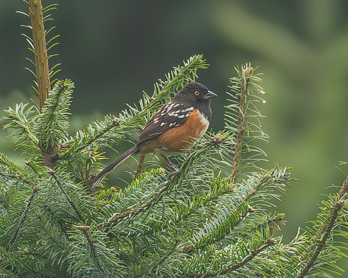 Benekli Tovi - ML645216816