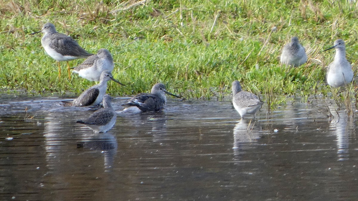 Büyük Sarıbacak - ML645216818