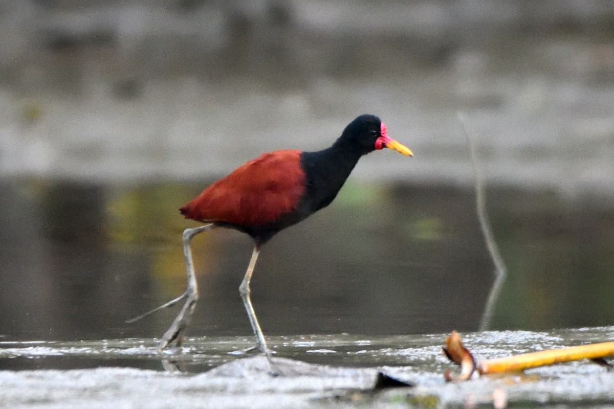 Kırmızı Alınlı Jakana - ML645216819