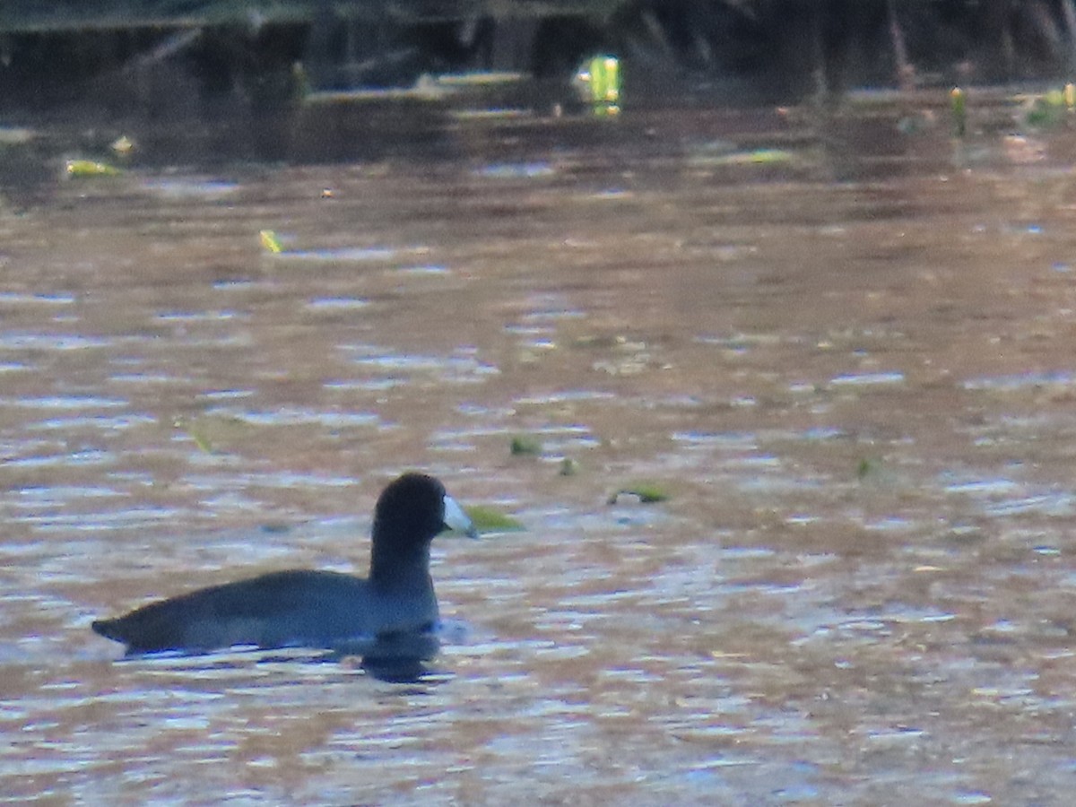 Amerika Mekesi - ML645216821