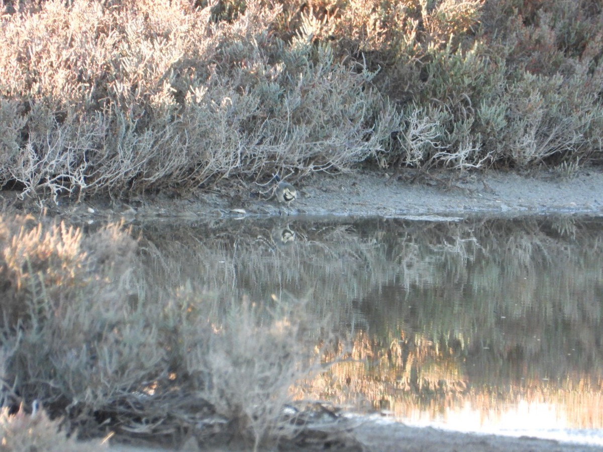 Ak Kuyruksallayan - ML645216823