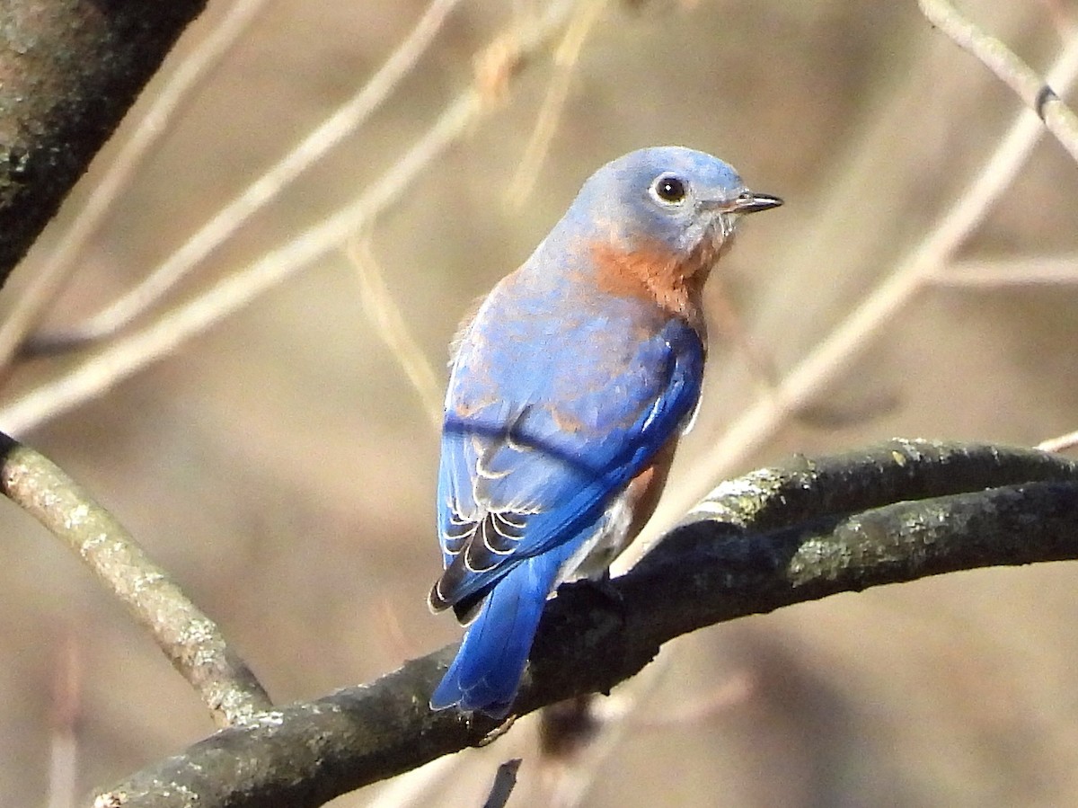 Doğulu Mavi Ardıç - ML645216827