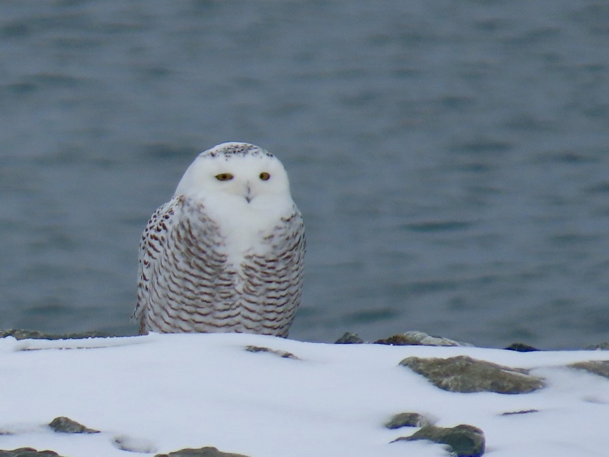 Kar Baykuşu - ML645216828