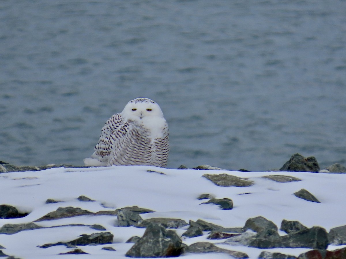 Kar Baykuşu - ML645216829