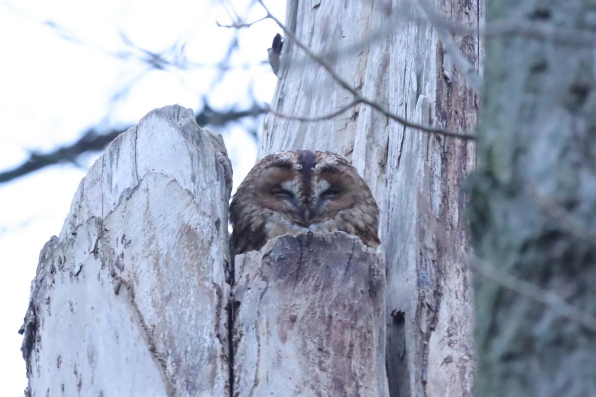 Chouette hulotte - ML645216830