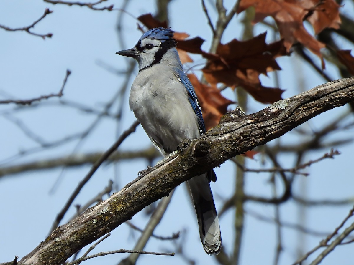 Blue Jay - ML645216835