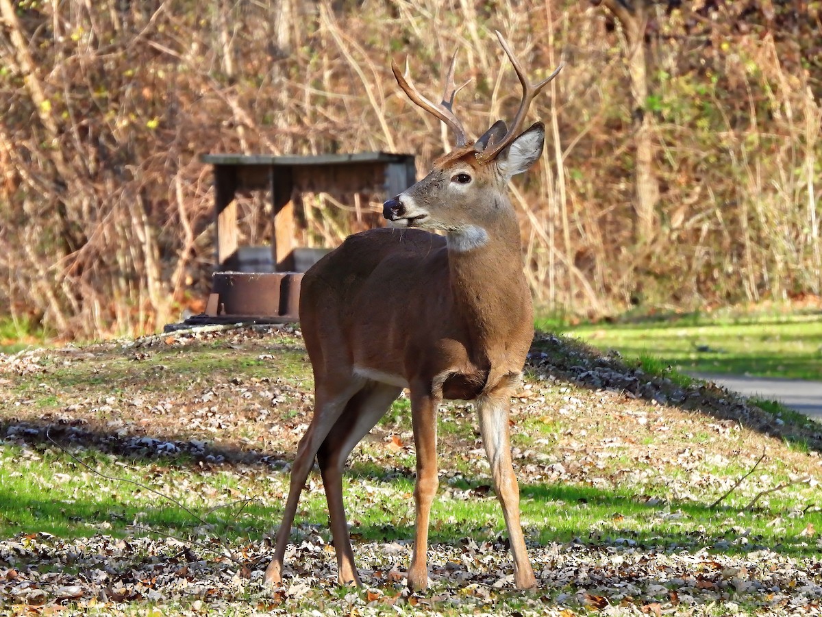 White-tailed Deer - ML645216840
