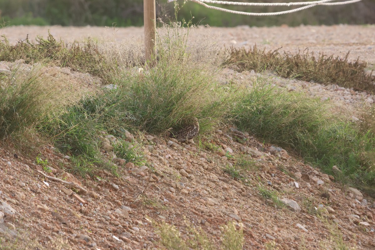 Short-eared Owl - ML645216853