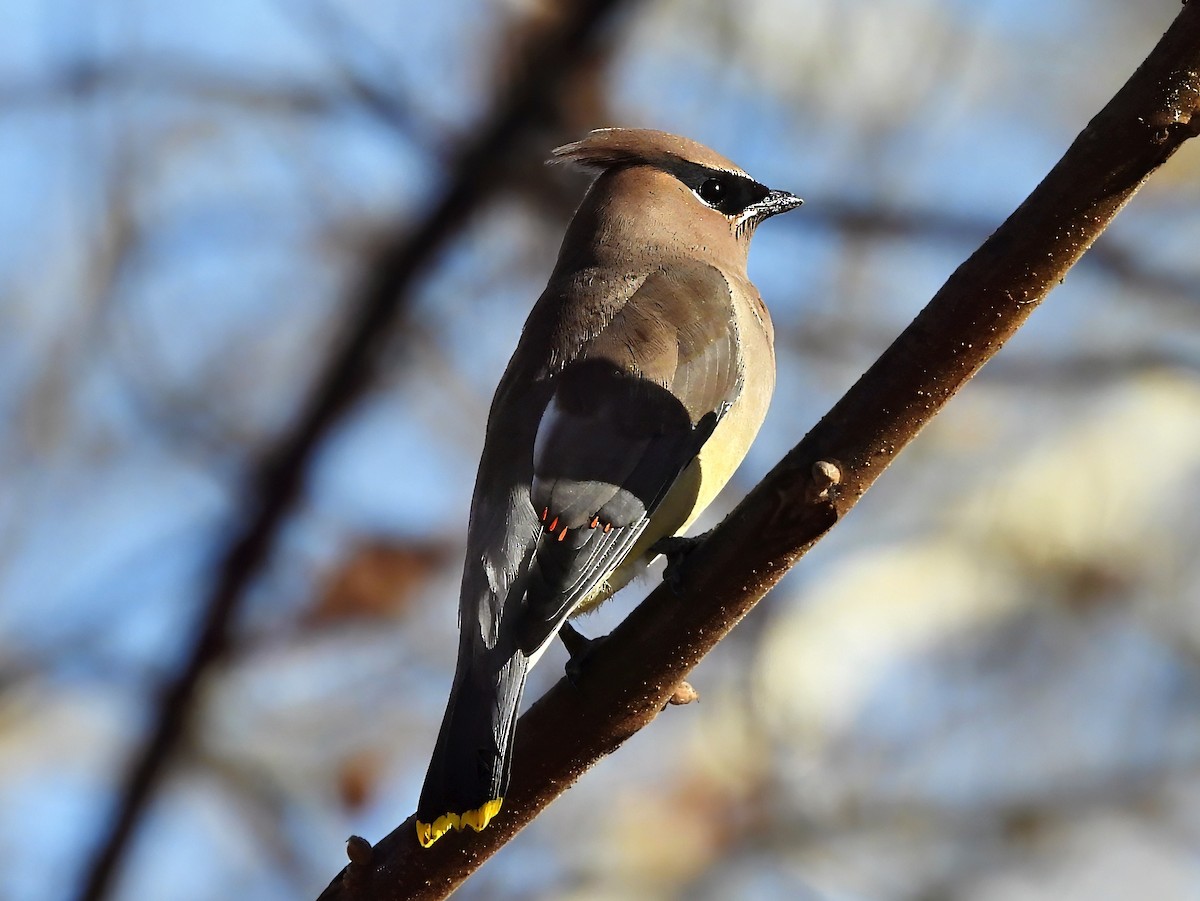 Cedar Waxwing - ML645216855