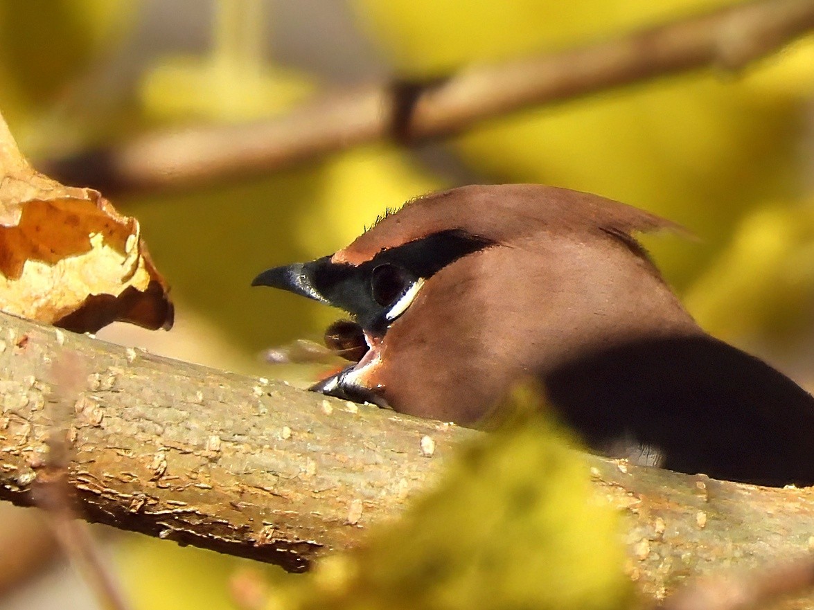 Cedar Waxwing - ML645216856