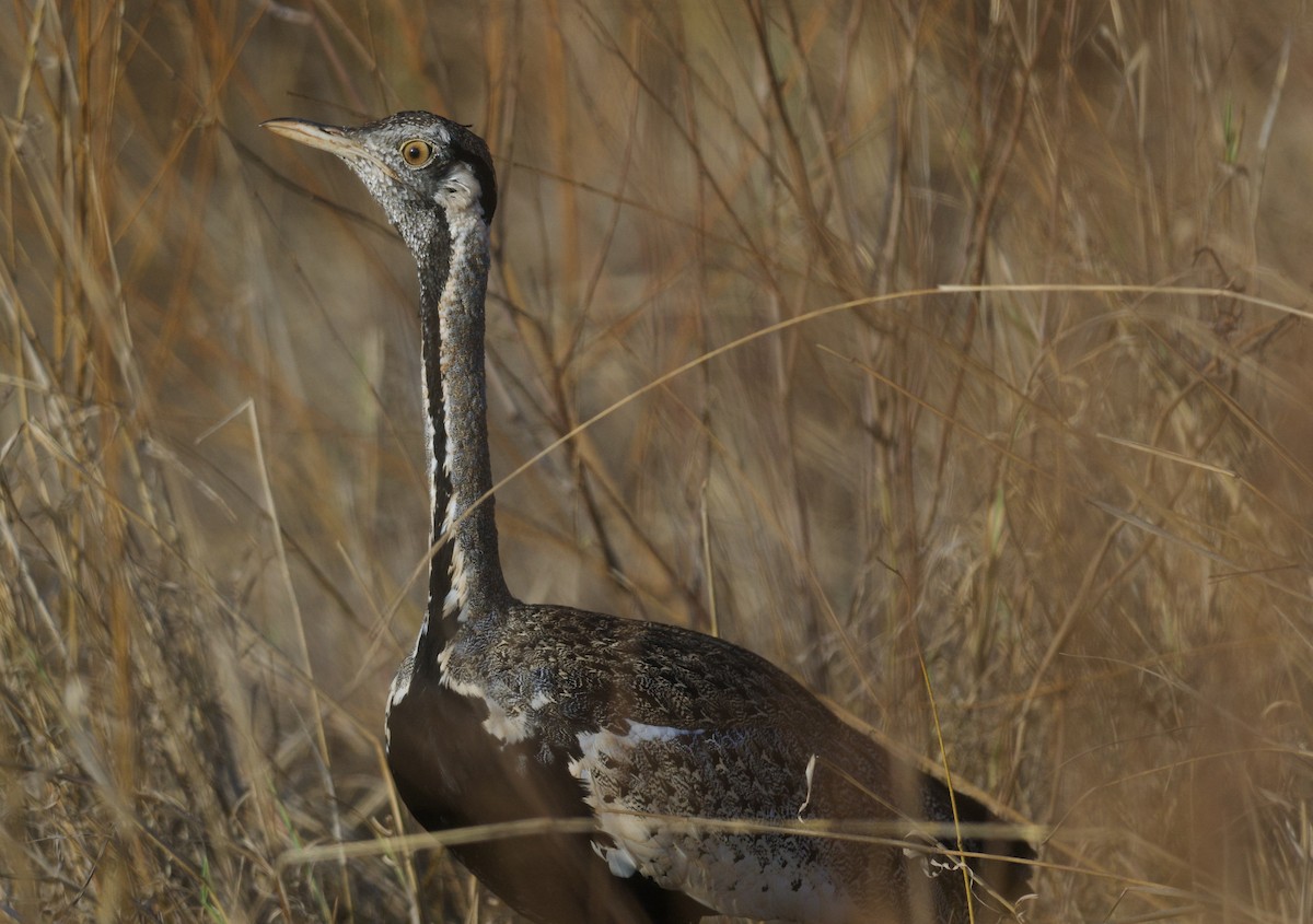 Hartlaub's Bustard - ML645216857