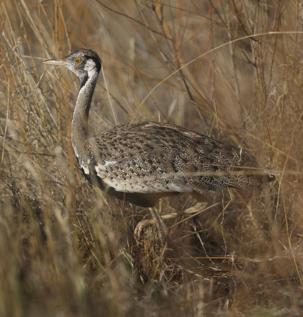 Hartlaub's Bustard - ML645216858