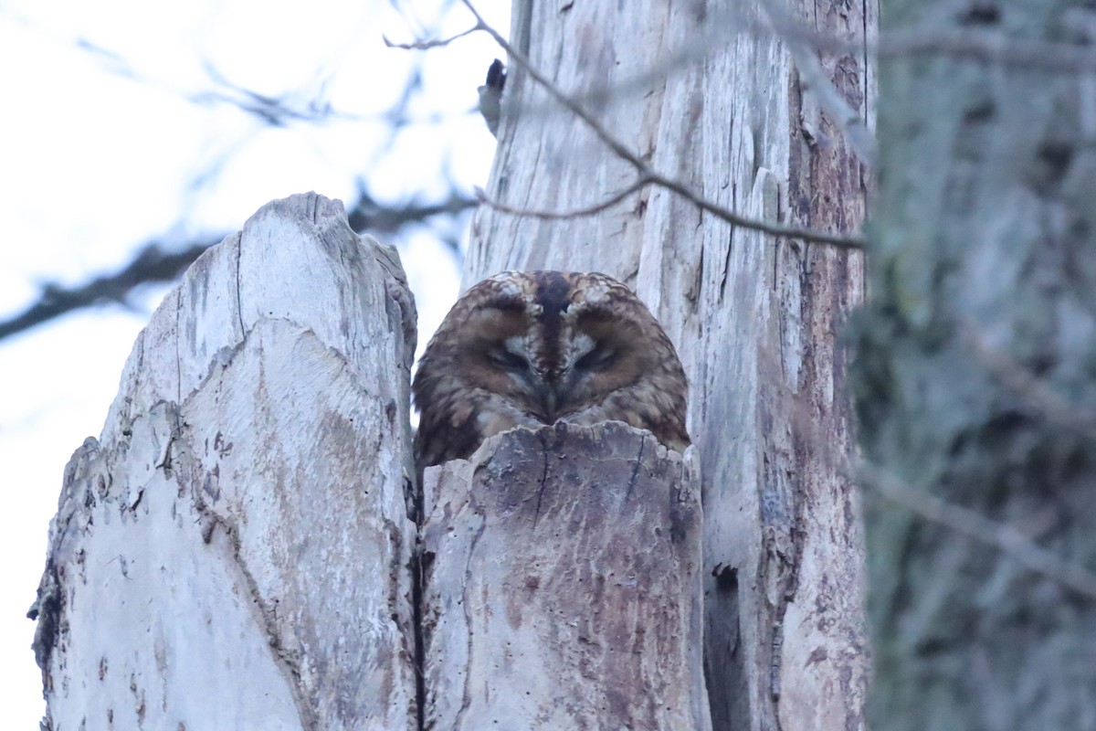 Chouette hulotte - ML645216860