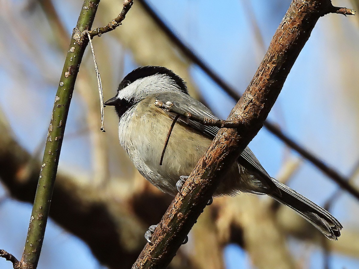 Carolina Chickadee - ML645216862