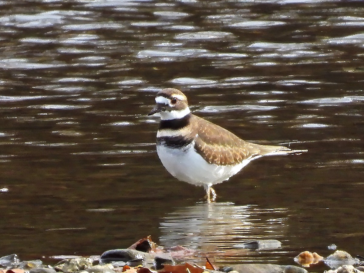 Killdeer - ML645216866